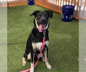 German Shepherd Dog-Unknown Mix Dogs for adoption in Las Vegas, NV, USA
