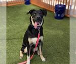 Small German Shepherd Dog Mix