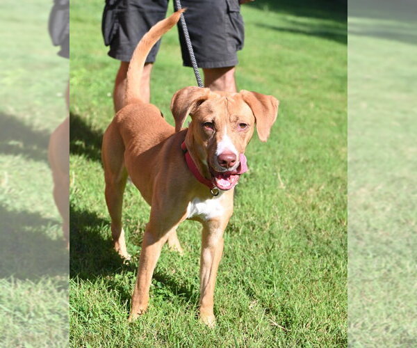 Medium Photo #8 Mutt Puppy For Sale in Glen Allen, VA, USA