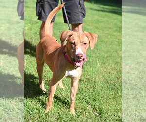 Sourdough - HHS RRP - Male Mutt Dog for Adoption - Photo #8