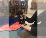 Puppy Quincy Shih Tzu