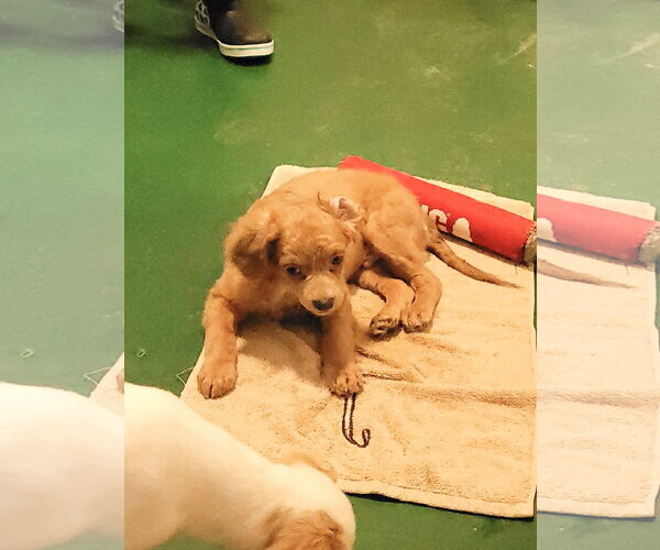 Medium Photo #4 Chilier Puppy For Sale in Sequim, WA, USA