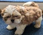 Puppy Yoda Shih Tzu