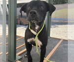 Small American Pit Bull Terrier Mix