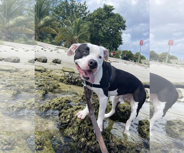Medium Photo #11 American Bulldog Puppy For Sale in Pompano Beach , FL, USA