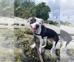 Small #10 American Bulldog