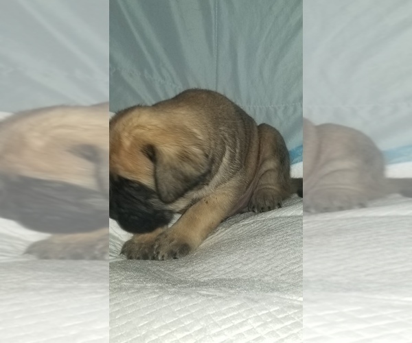 Medium Photo #34 Mastiff Puppy For Sale in FULTON, NY, USA