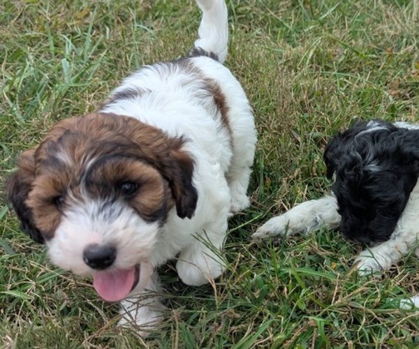 Medium Photo #3 Doodle-Poodle (Miniature) Mix Puppy For Sale in MORGANTON, NC, USA