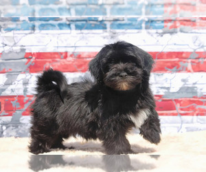 Yorkshire Terrier Puppy for sale in CANTON, TX, USA