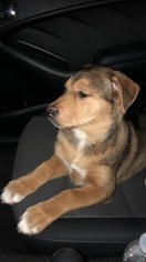 German Shepherd Dog-Siberian Husky Mix Puppy for sale in HUNTSVILLE, TX, USA