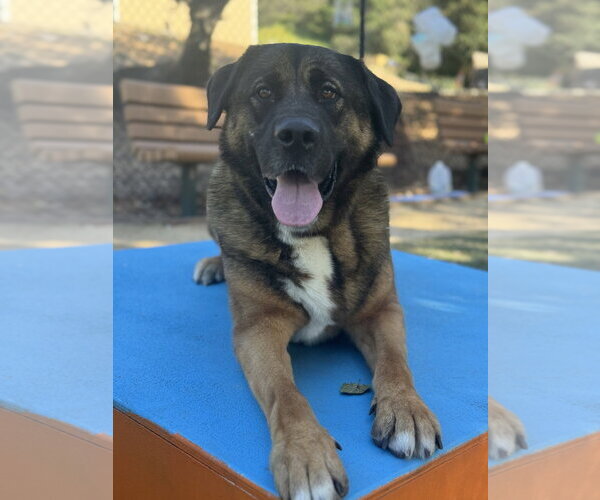 Medium Photo #5 Akita Puppy For Sale in Salinas, CA, USA