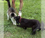 Small #3 Labrador Retriever