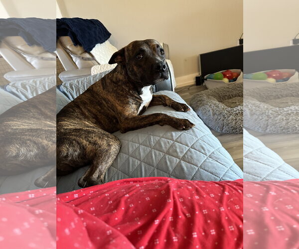 Medium Photo #7 Mutt Puppy For Sale in Oakhurst, NJ, USA