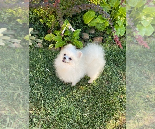 Medium Photo #6 Pomeranian Puppy For Sale in Chisinau, Chisinau Municipality, Moldova
