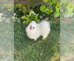 Small #5 Pomeranian