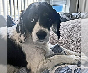 Hank - Male Cocker Spaniel Dog for Adoption - Photo #8