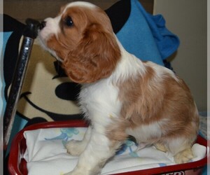 Cavalier King Charles Spaniel Puppy for sale in CENTERVIEW, MO, USA
