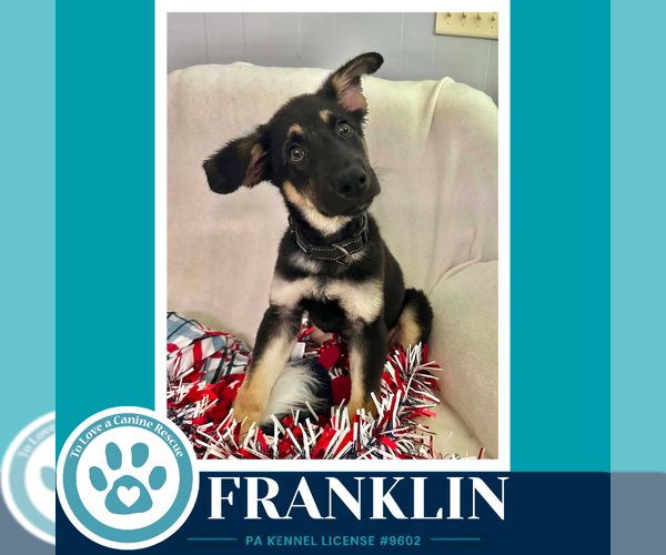 Medium Photo #3 German Shepherd Dog Puppy For Sale in Kimberton, PA, USA