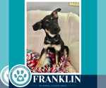 Small #2 German Shepherd Dog