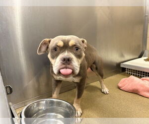 American Pit Bull Terrier-Unknown Mix Dogs for adoption in Woodbury, NY, USA