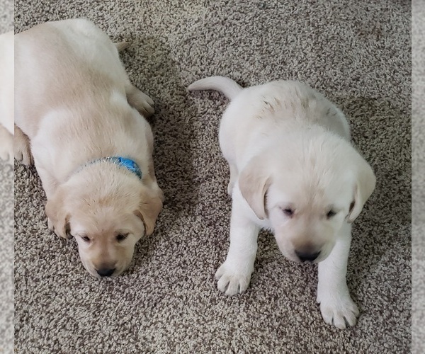 Medium Photo #154 Labrador Retriever Puppy For Sale in OLYMPIA, WA, USA