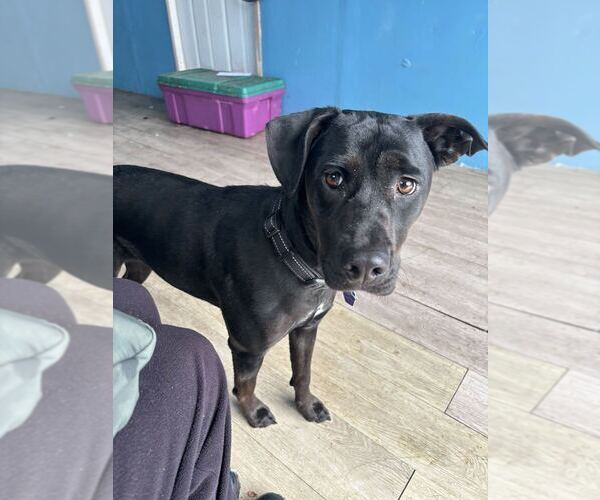 Medium Photo #2 Mutt Puppy For Sale in Elmsford, NY, USA