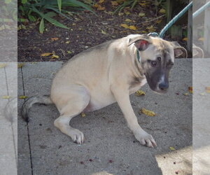 Squash - Female German Shepherd Dog-Mountain Cur Mix Dog for Adoption - Photo #3