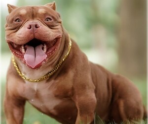 Father of the American Bully puppies born on 11/02/2021