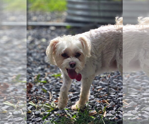 Medium Photo #1 Maltese-Unknown Mix Puppy For Sale in Albemarle, NC, USA