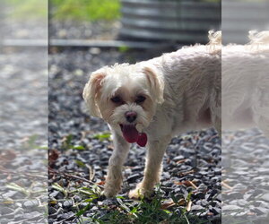 Maltese-Unknown Mix Dogs for adoption in Albemarle, NC, USA