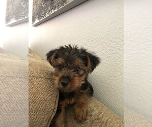 Yorkshire Terrier Puppy for Sale in SAINT CLOUD, Florida USA