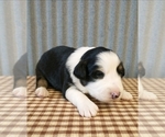 Small Photo #7 Border Collie Puppy For Sale in NEW YORK MILLS, MN, USA