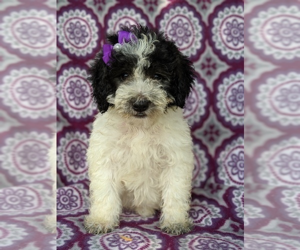 Medium Photo #1 Sheepadoodle Puppy For Sale in LANCASTER, PA, USA
