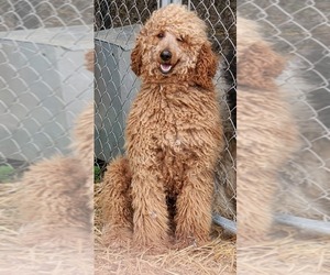 Father of the Bernedoodle puppies born on 02/13/2021