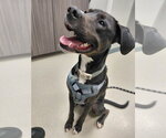 Small #1 Labrador Retriever Mix