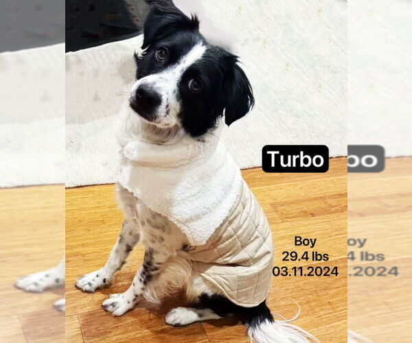 Medium Photo #1 Border Collie Puppy For Sale in West Hollywood, CA, USA