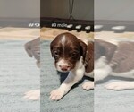 Small Photo #9 Brittany Puppy For Sale in DOWAGIAC, MI, USA