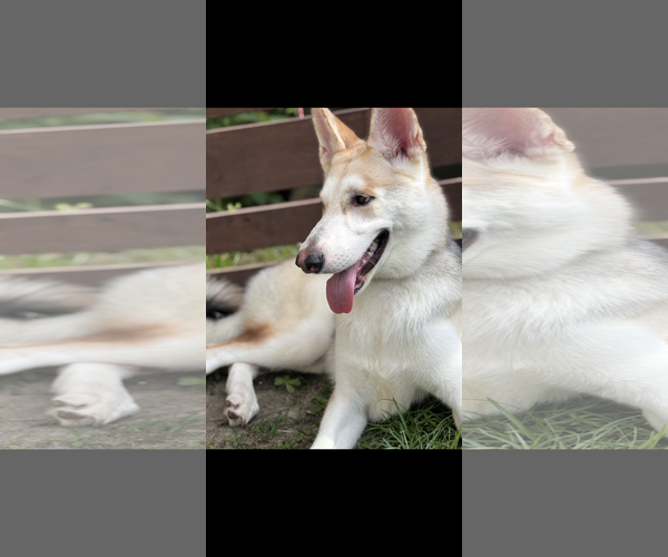 Medium Photo #3 Gerberian Shepsky Puppy For Sale in Holly Springs, NC, USA