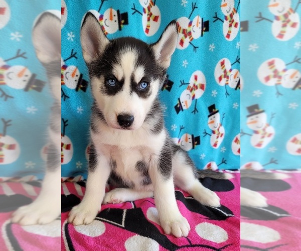 Medium Photo #4 Siberian Husky Puppy For Sale in NEWPORT, NE, USA