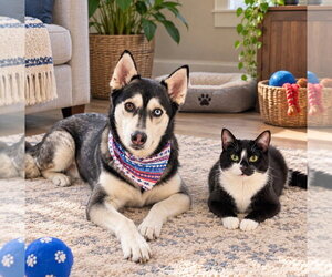 River - Female Siberian Husky-Unknown Mix Dog for Adoption - Photo #5