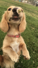 Dachshund Dogs for adoption in CASHMERE, WA, USA