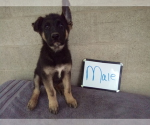 German Shepherd Dog Puppy for sale in LOGAN, OH, USA