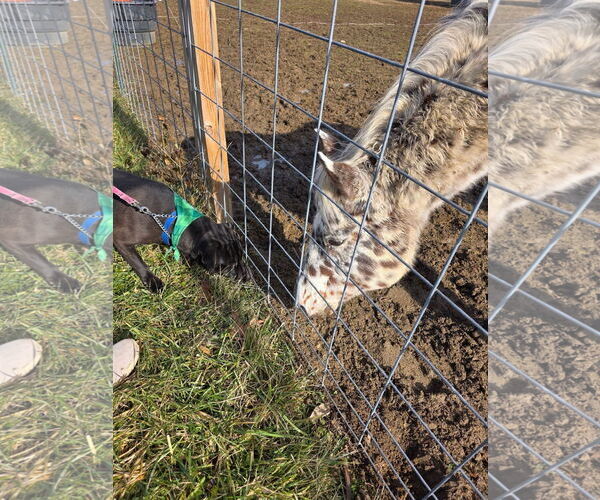 Medium Photo #3 American Pit Bull Terrier-Unknown Mix Puppy For Sale in Germantown, OH, USA