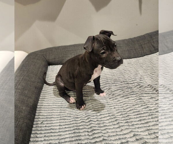 Medium Photo #2 American Staffordshire Terrier-Boxer Mix Puppy For Sale in MIDWAY, UT, USA