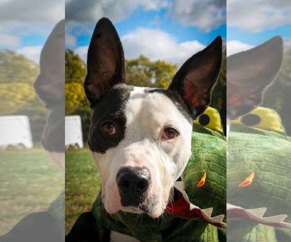 Medium Photo #1 American Pit Bull Terrier-Unknown Mix Puppy For Sale in Germantown, OH, USA