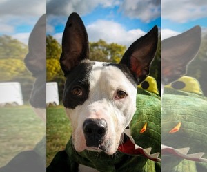 American Pit Bull Terrier-Unknown Mix Dogs for adoption in Germantown, OH, USA