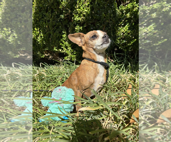 Medium Photo #2 Chihuahua-Unknown Mix Puppy For Sale in Fresno, CA, USA