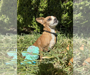 Boo Boo - Female Chihuahua-Unknown Mix Dog for Adoption - Photo #2
