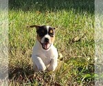 Puppy Washy Jack Russell Terrier