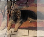 Small Photo #6 German Shepherd Dog Puppy For Sale in FORT MYERS, FL, USA